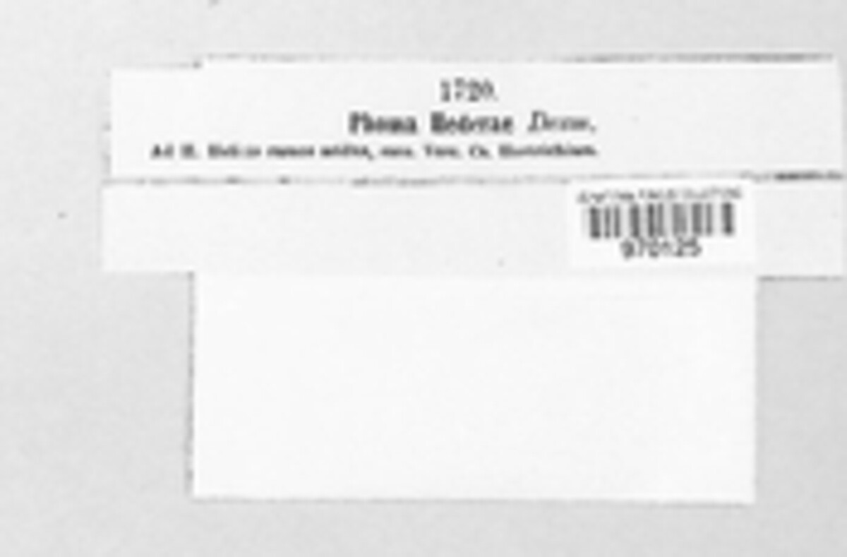 Hypoderma hederae image